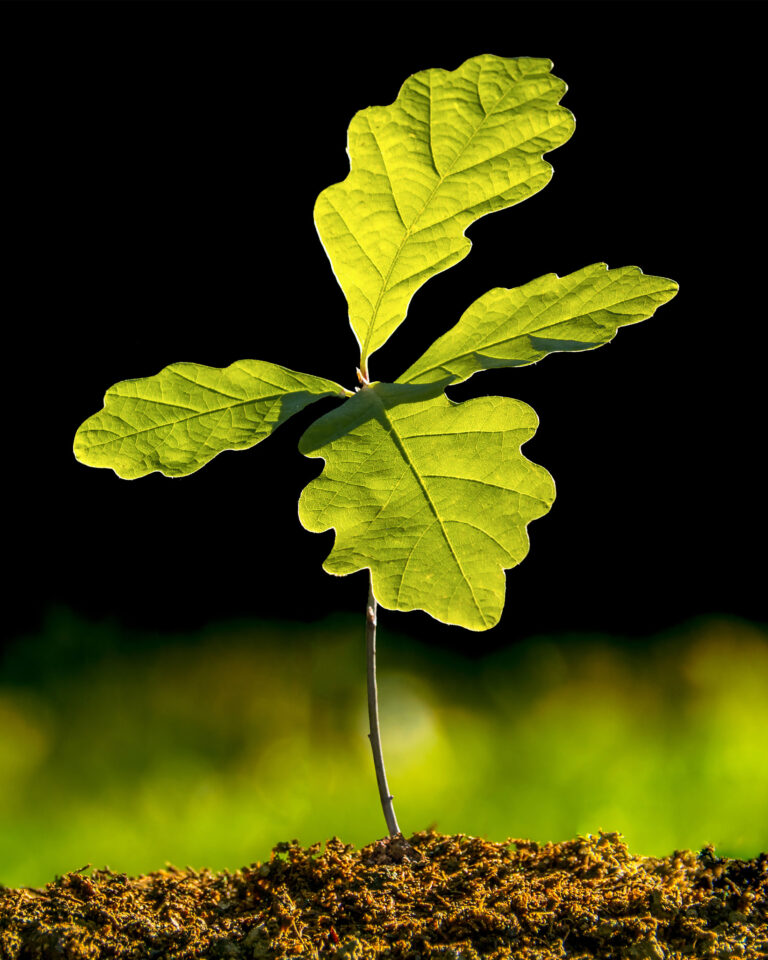 Baum des Jahres