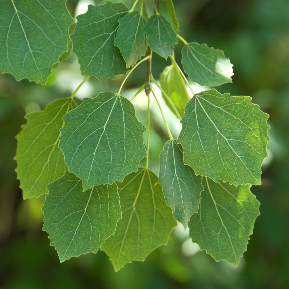 Zitterpappel (Populus tremula)