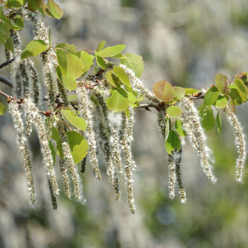 (Populus tremula)