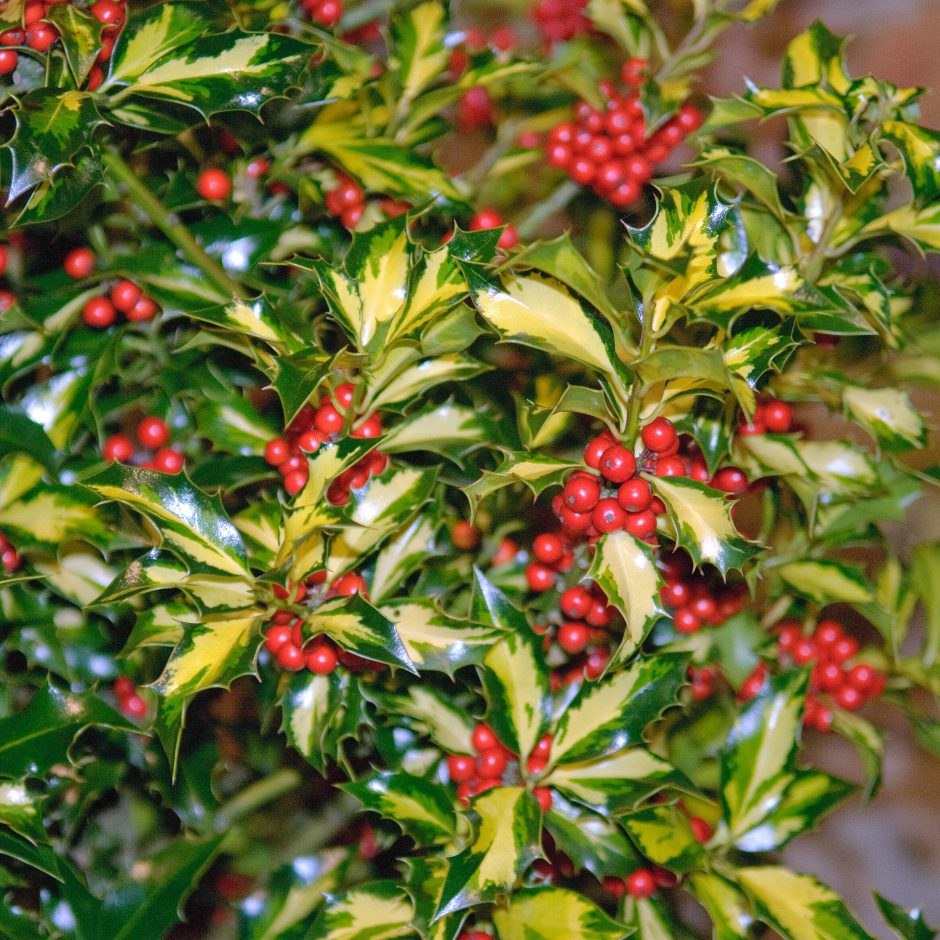 Ilex aquifolium ‚Northern Lights‘ Gelbbunte Stechpalme (Ilex aquifolium 'Northern Lights')