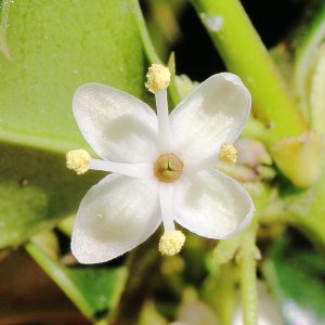 Copyright_Holger_Casselmann_Bluete_maennliche_Stechpalme Copyright_Holger_Casselmann_Bluete_maennliche_Stechpalme