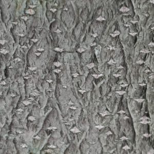 Copyright_Rudolf_Fenner,_Rindenstruktur Copyright_Rudolf_Fenner,_Rindenstruktur