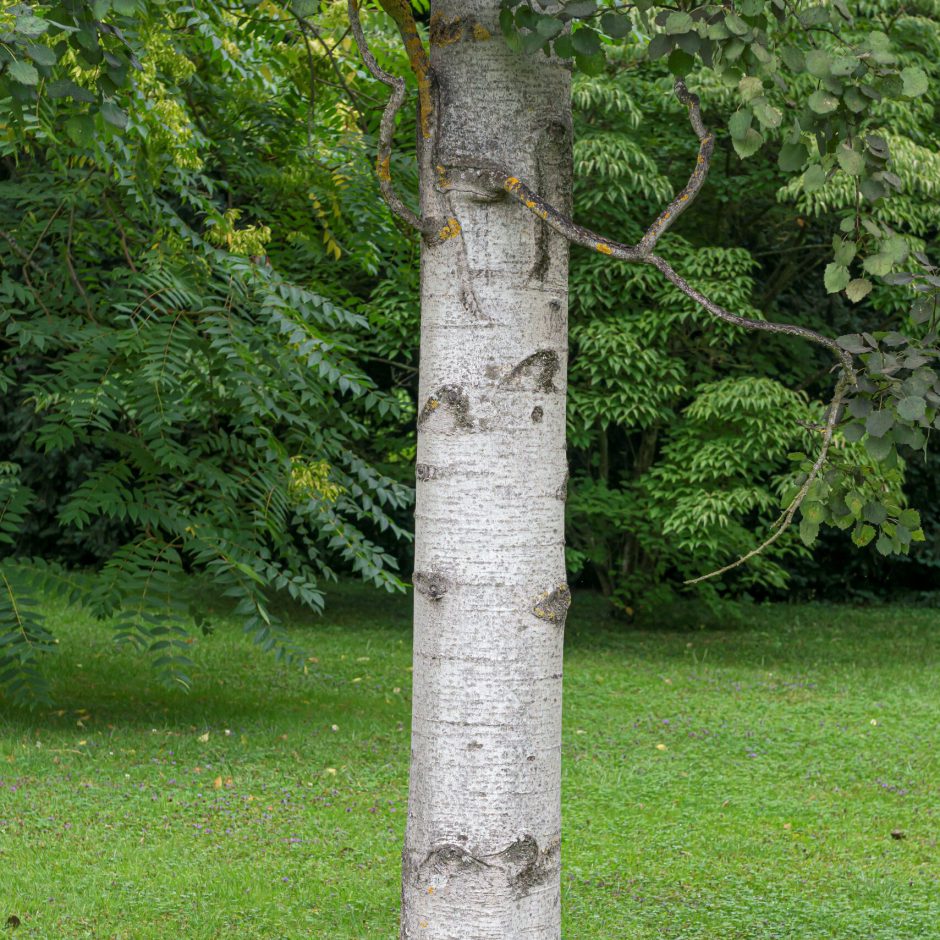 Säulen-Zitterpappel (Populus tremula 'Erecta')