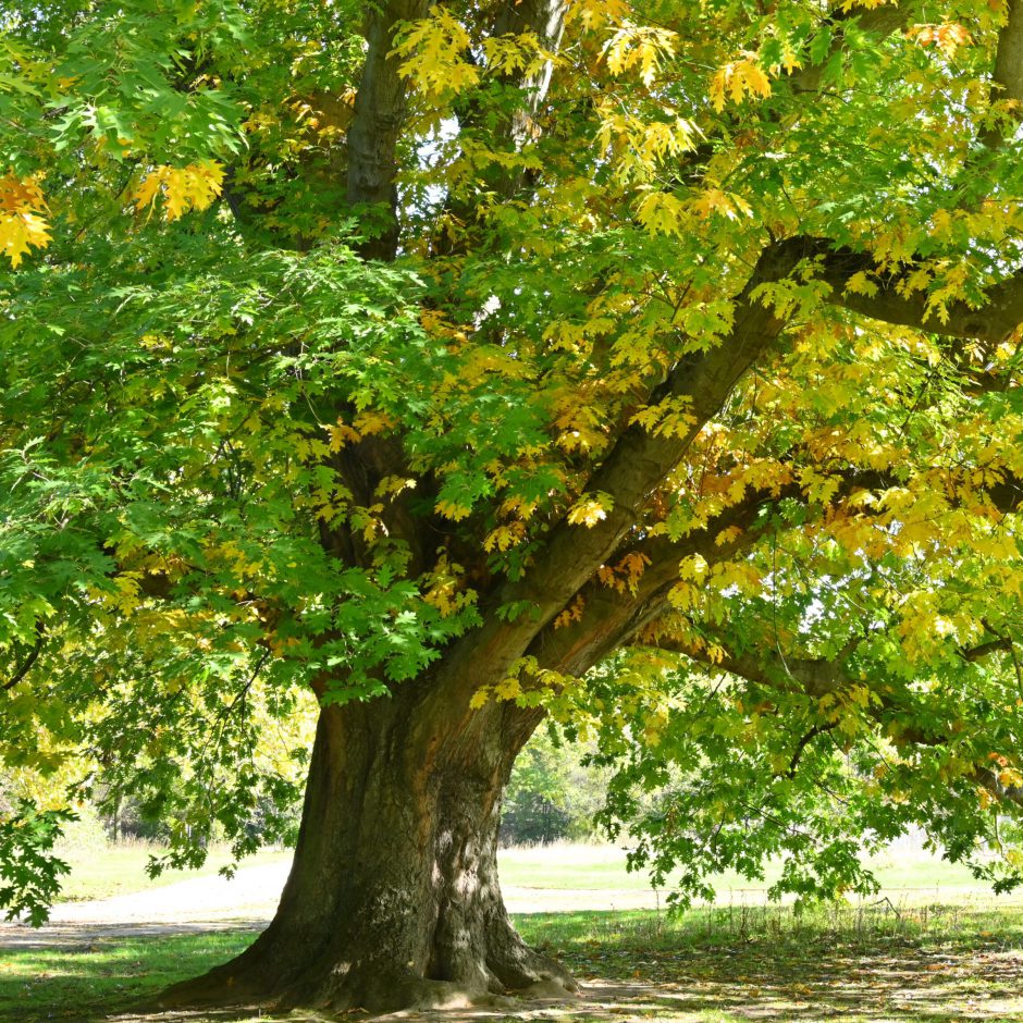 Roteiche_Baum des Jahres_ Andreas Gomolka