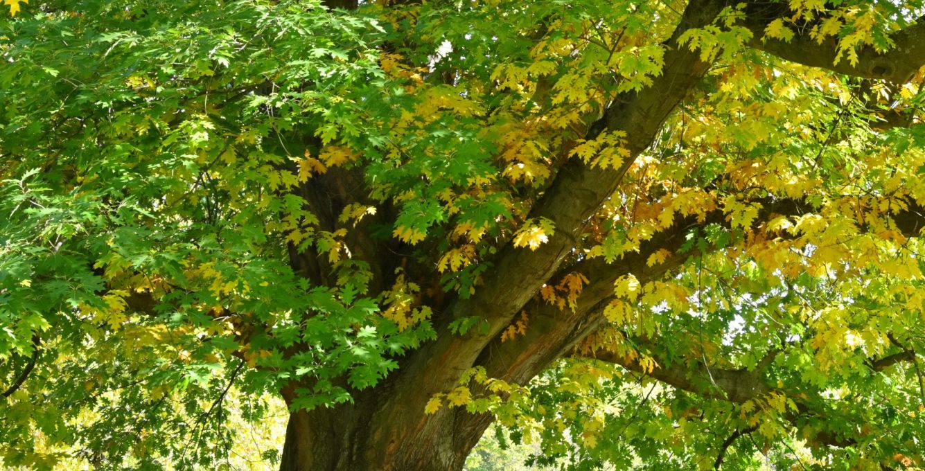 Roteiche_Baum des Jahres_ Andreas Gomolka