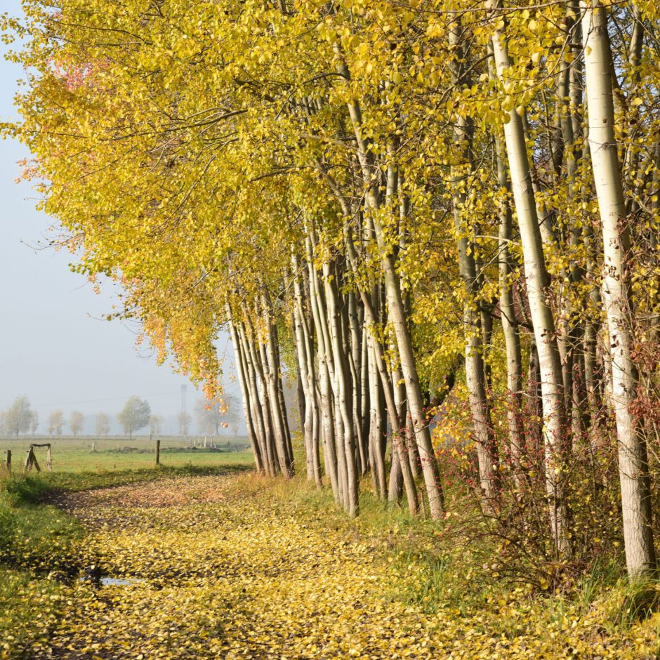 Waldrand_Zitterpappel_Gomolka