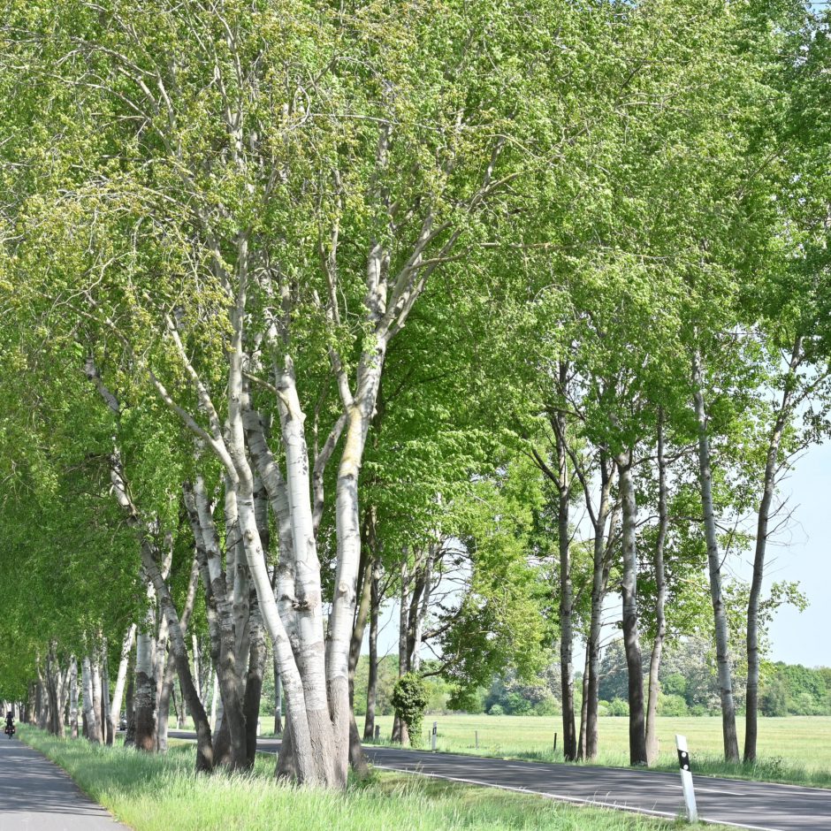 Zitterpappel_Allee_Gomolka